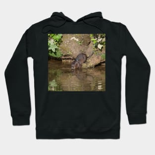 Water vole taking to the water Hoodie